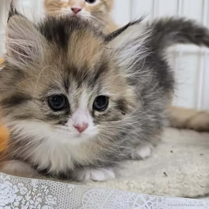 ID：2503-00270の子猫