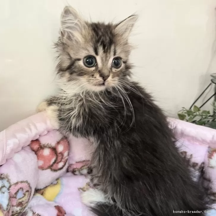 ID:2412-02172の子猫
