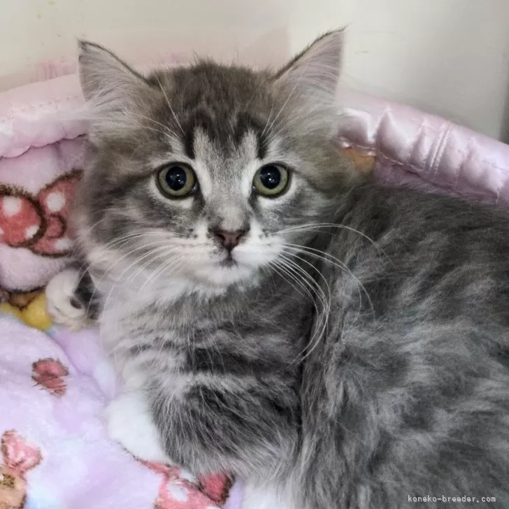 ID：2604-02086の子猫