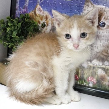 ミヌエット(長足)【千葉県・男の子・2025年8月29日・レッドタビー&ホワイト】の写真「明るい性格の可愛い男の子💕。」