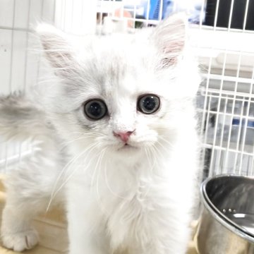 ミヌエット(長足)【千葉県・女の子・2025年10月1日・ジルバー】の写真「ふわふわのセミロング、可愛い女の子💕」