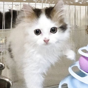 ミヌエット(長足)【千葉県・男の子・2025年10月4日・ブラウンタビー&ホワイト】の写真「セミロングの可愛い男の子です💕。」