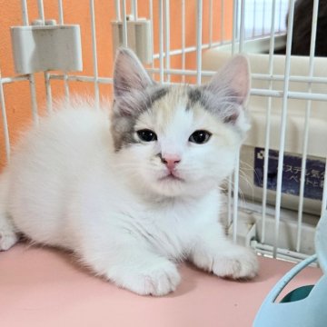 マンチカン(短足)【千葉県・女の子・2024年12月18日・キャリコ バン】の写真「短足ちゃん。可愛い女の子です💕。」