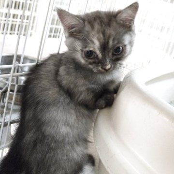 ミヌエット(短足)【千葉県・女の子・2025年10月15日・トーティー】の写真「短足の可愛い女の子です💕。」