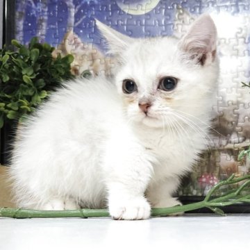 ミヌエット(短足)【千葉県・男の子・2025年8月28日・ブラウンー&ホワイト】の写真「大人しい性格の可愛い男の子です💕。」