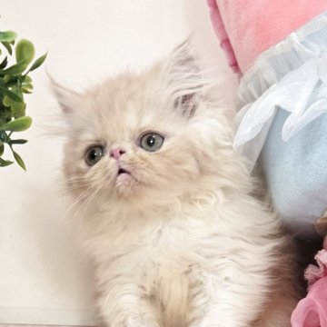 エキゾチックロングヘア【千葉県・男の子・2025年8月5日・クリーム】の写真「写真写りは良くないが爆可愛い、ふわふわロンク💓。」