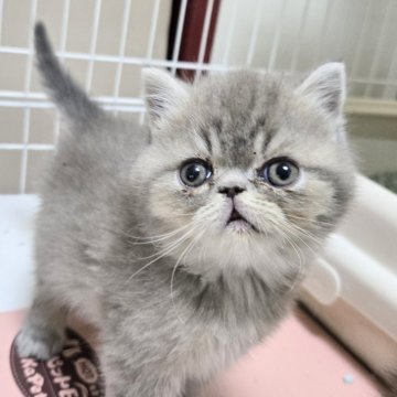 エキゾチックショートヘア【千葉県・男の子・2025年1月15日・ブルータビー】の写真「鼻ぺちで癒し系の可愛い男の子💓。」