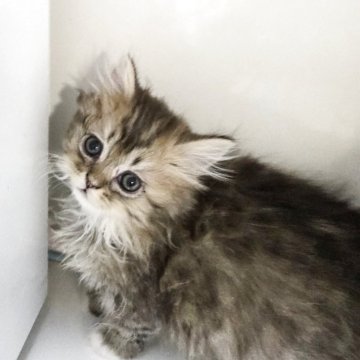 ミヌエット(長足)【千葉県・男の子・2025年9月29日・ブラウンタビー】の写真「ふわふわモコモコ、手袋の可愛い男の子💕」