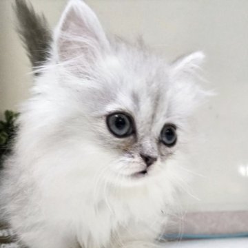 ミヌエット(短足)【千葉県・女の子・2025年10月1日・ジルバー&ホワイト】の写真「ふわふわのロング、可愛い女の子💕」