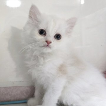 ミヌエット(長足)【千葉県・男の子・2025年10月13日・クリム&ホワイト】の写真「セミロングの可愛い男の子です💕。」