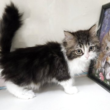 マンチカン(長足)【千葉県・男の子・2025年9月15日・ブラウンタビー&ホワイト】の写真「大人しい性格の可愛い男の子です💕。」