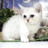 ミヌエット(短足)