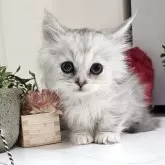 ミヌエット(短足)