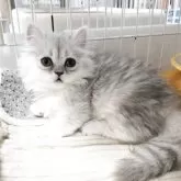 ミヌエット(短足)