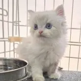 ミヌエット(長足)