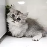 ミヌエット(長足)