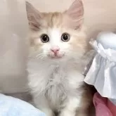 マンチカン(長足)
