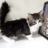 マンチカン(長足)