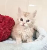 マンチカン(長足)【千葉県・男の子・2025年12月26日・レッドタビー】の写真2