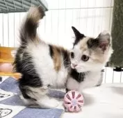 マンチカン(短足)【千葉県・女の子・2025年10月26日・キャリコ】の写真3