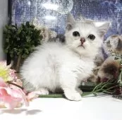 ミヌエット(短足)【千葉県・男の子・2025年9月5日・ブラウンー&ホワイト】の写真5