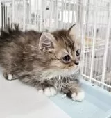 ミヌエット(長足)【千葉県・男の子・2025年9月29日・ブラウンタビー】の写真5