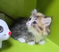 ミヌエット(短足)【千葉県・女の子・2025年1月11日・ブラウンタビー&ホワイト】の写真7