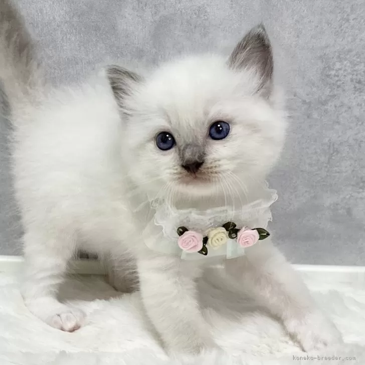 D.Y 様のお迎えした子猫