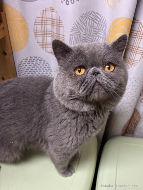 うちの男前看板猫です😸｜小林　利佳(こばやし　りか)ブリーダー(兵庫県・エキゾチックショートヘアなど・サンキョウトジャパンキャットクラブ登録)の紹介写真1