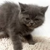 エキゾチックショートヘア【兵庫県・男の子・2025年9月27日・ブルー】の写真11