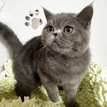 エキゾチックショートヘア【兵庫県・男の子・2025年9月27日・ブルー】の写真「まんまるフェイスの癒し系💗可愛いです😍」