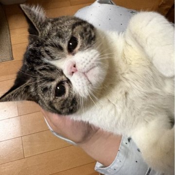 エキゾチックショートヘア