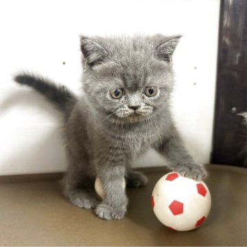 エキゾチックショートヘア【兵庫県・男の子・2025年9月27日・ブルー】の写真「つぶらな瞳と少し困ったようなお顔が愛らしい子💕」