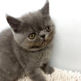 エキゾチックショートヘア