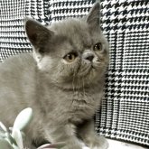 エキゾチックショートヘア