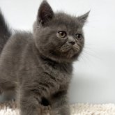 エキゾチックショートヘア