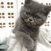 エキゾチックショートヘア