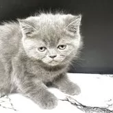 エキゾチックショートヘア