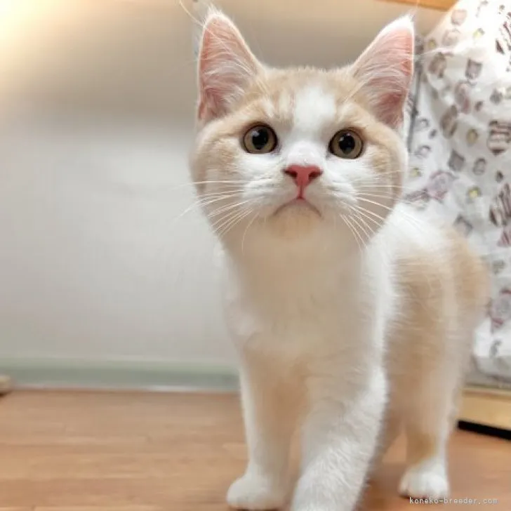 ID：2309-00413の子猫