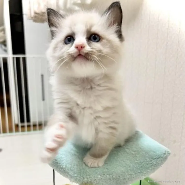 ID:2212-01345の子猫