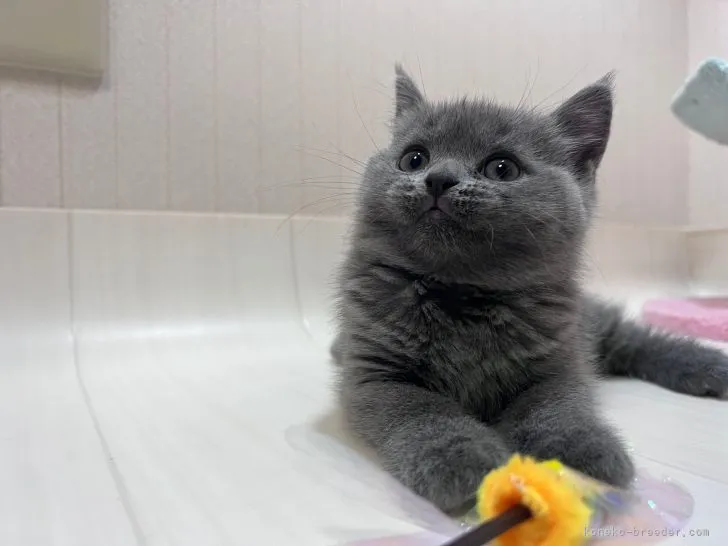ID：2204-01463の子猫