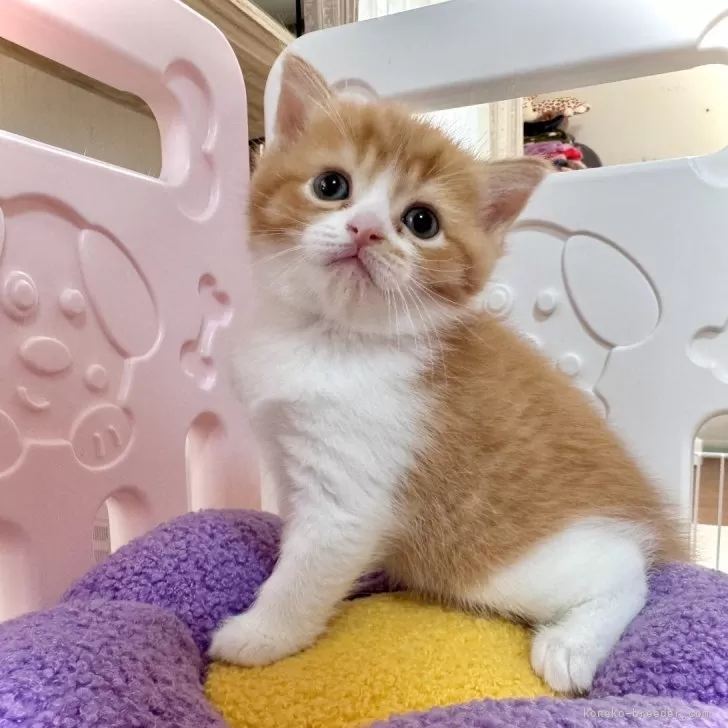 ID：2404-03696の子猫