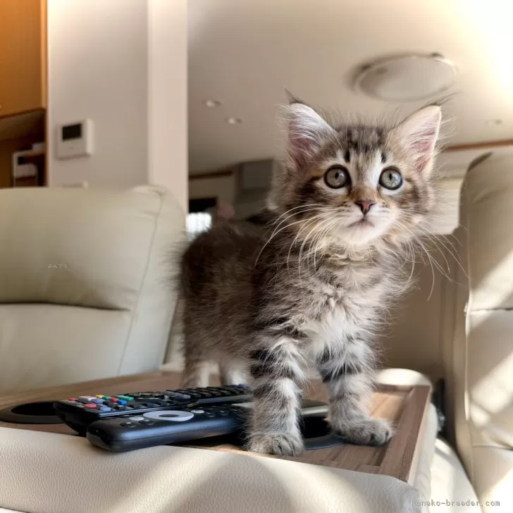 ID：2406-02973の子猫