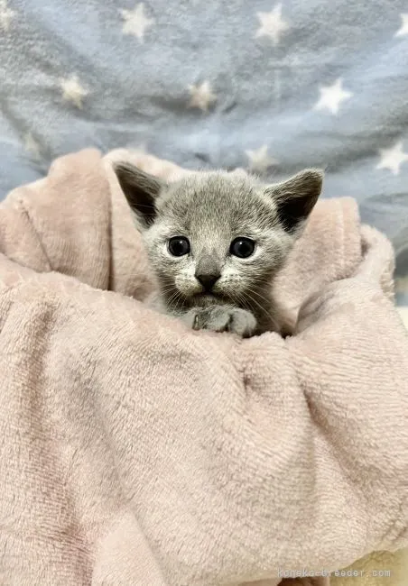 ID：2111-01311の子猫