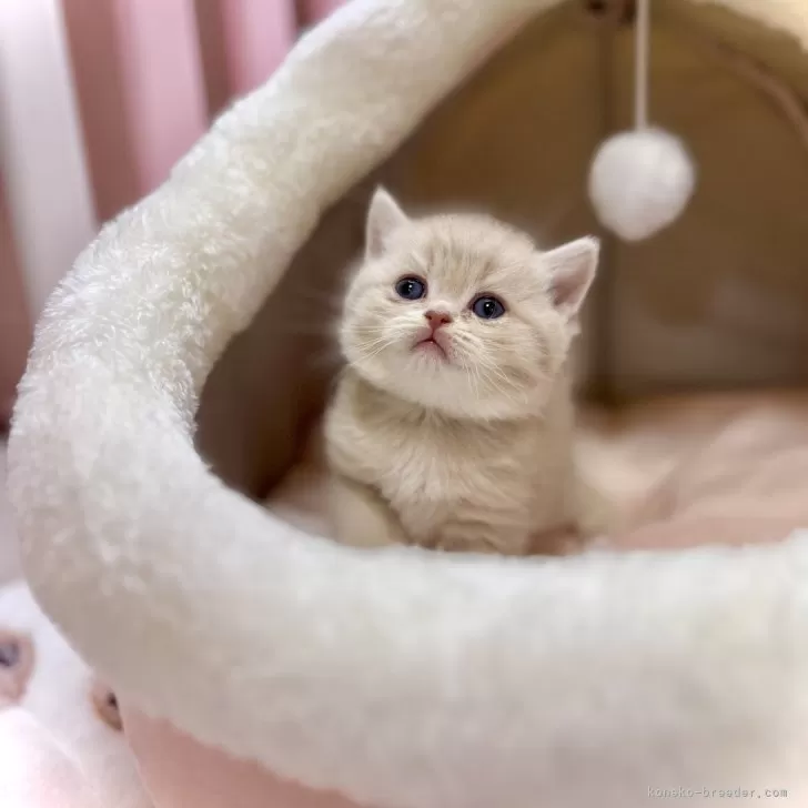 ID:2412-01306の子猫
