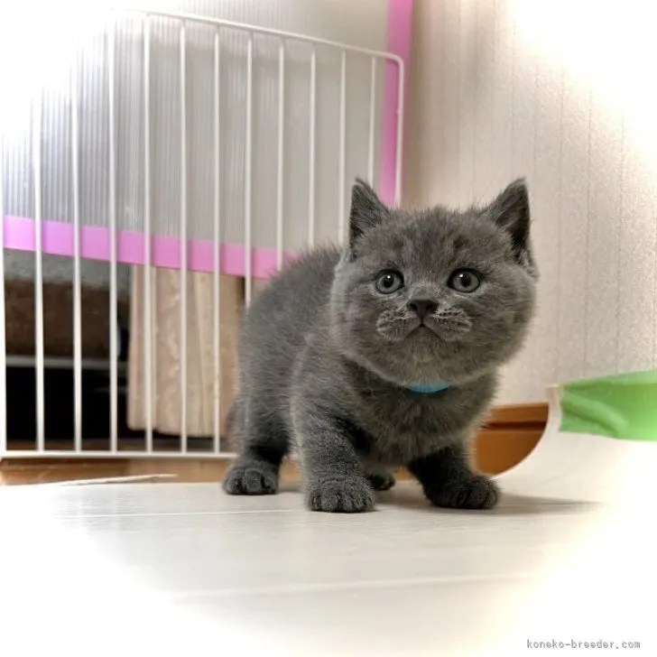 ID：2310-02471の子猫