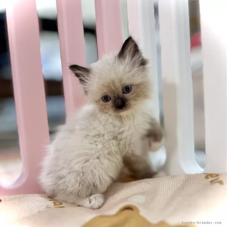 ID:2406-02079の子猫