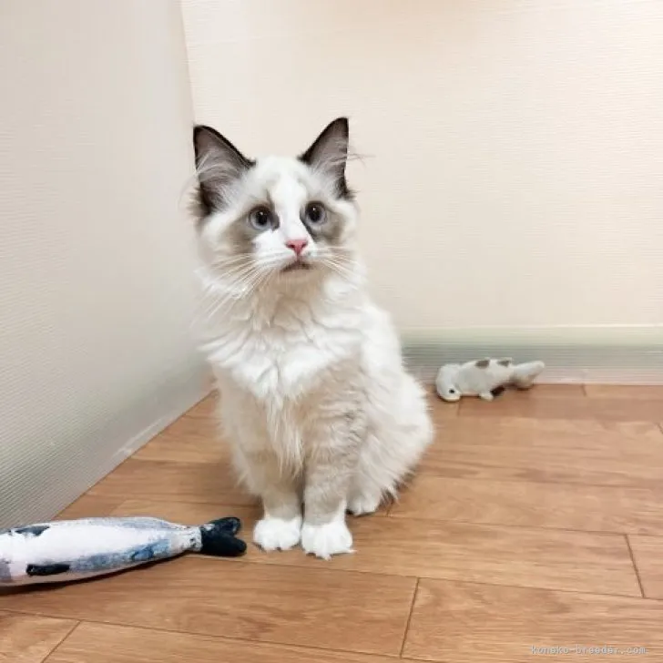 ID：2306-00383の子猫