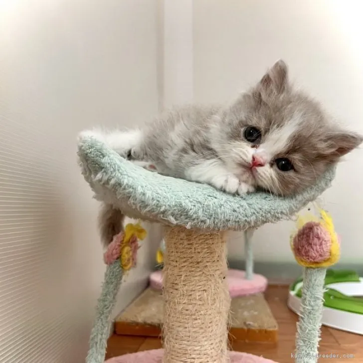 ID:2305-00851の子猫