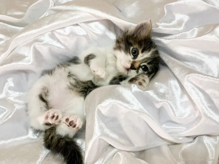 ID：2107-01224の子猫